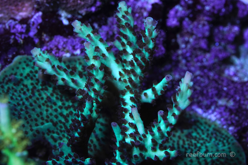 Upscales-Microcladus-pic2-SPS.jpg