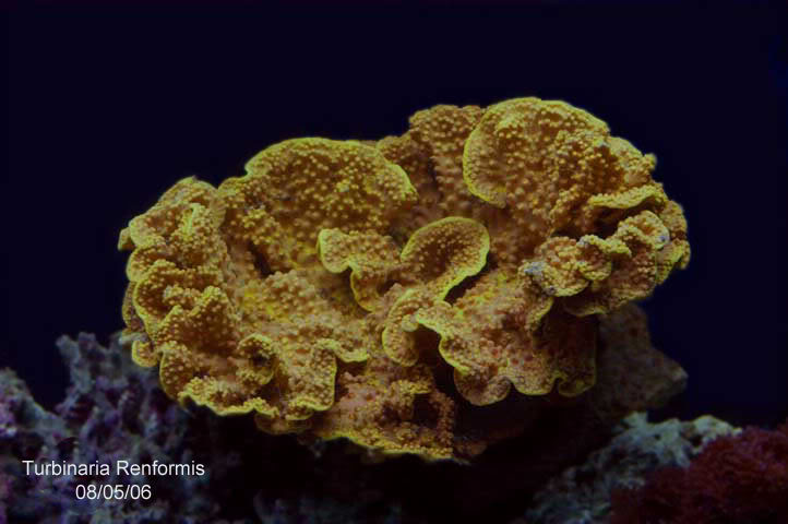 cup-coral.jpg