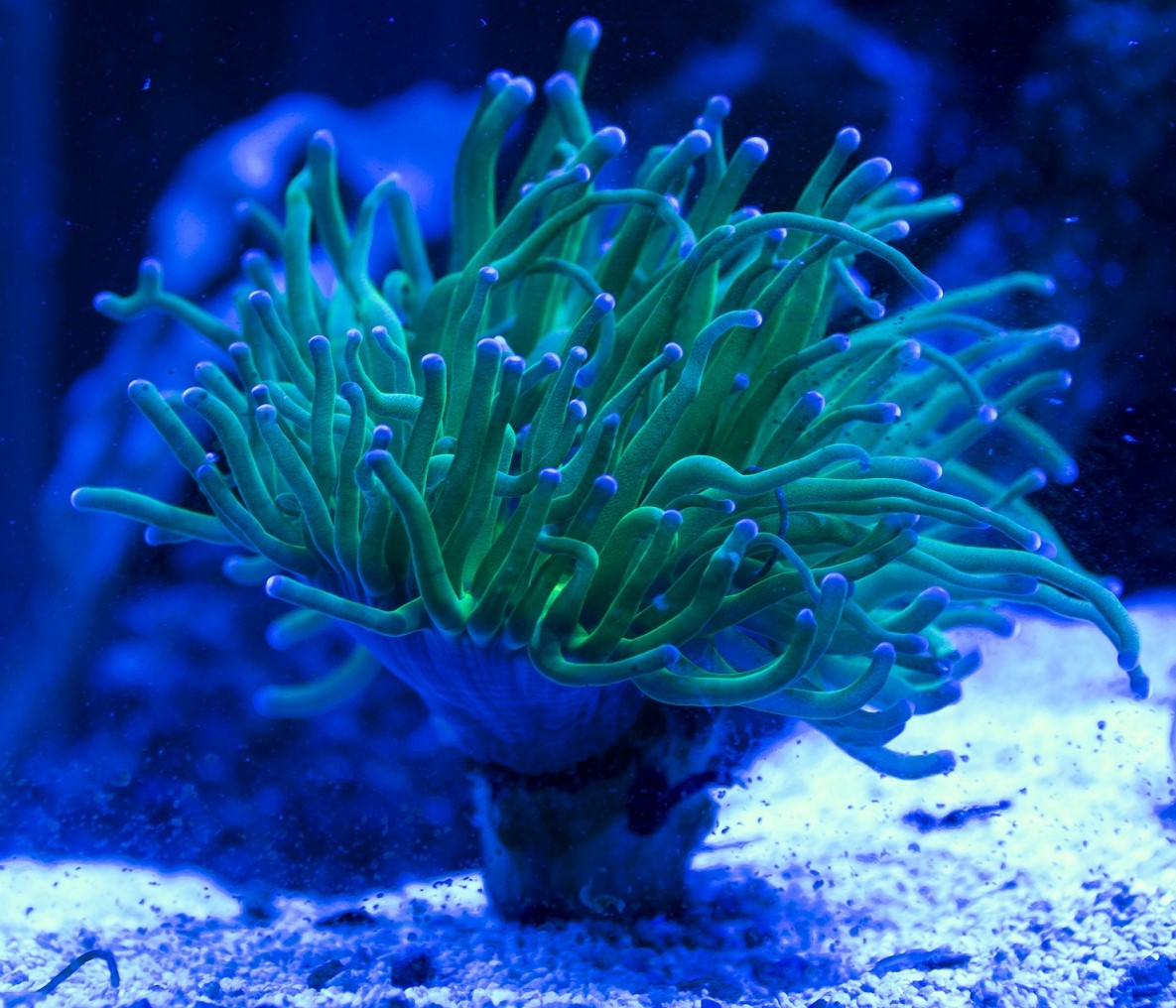 TorchCoral.JPG