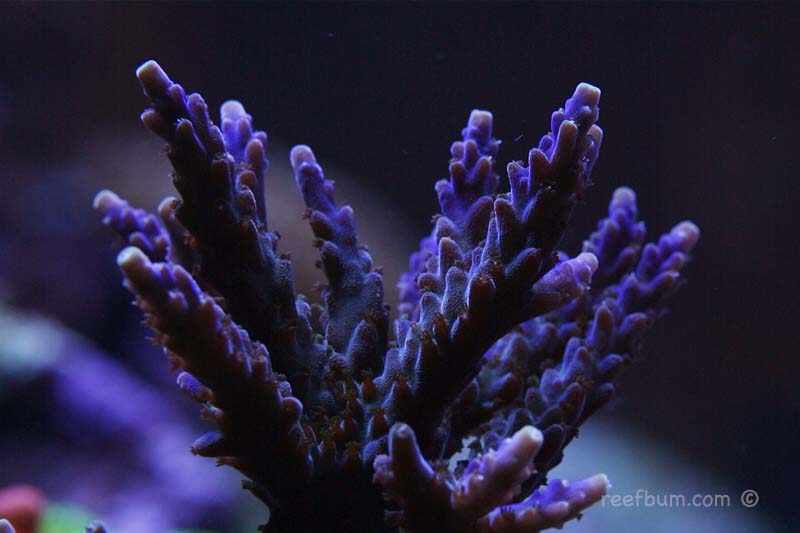 Purple-Valida.jpg