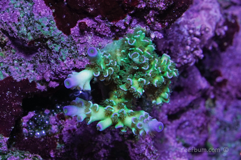 SPS-pic32-Nov-11-2018.jpg