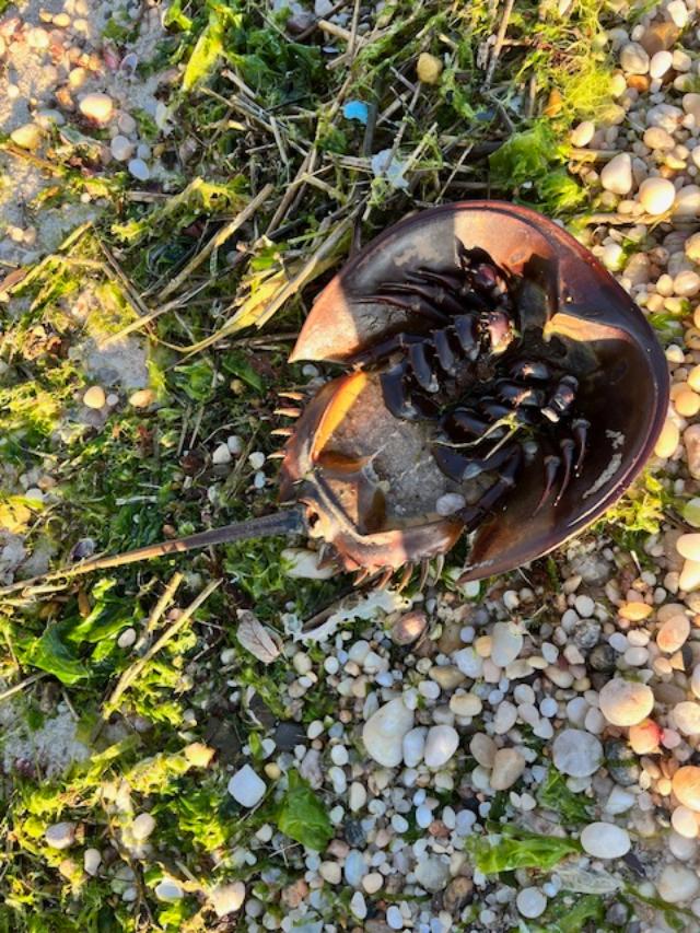 Dead Horseshoe crab.jpeg