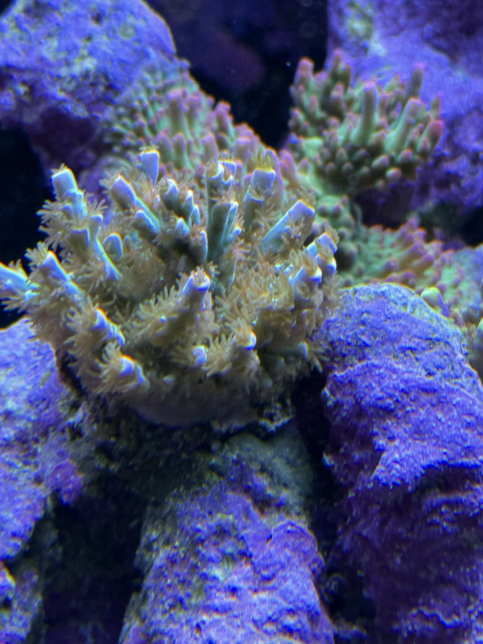 rptcUit.jpeg