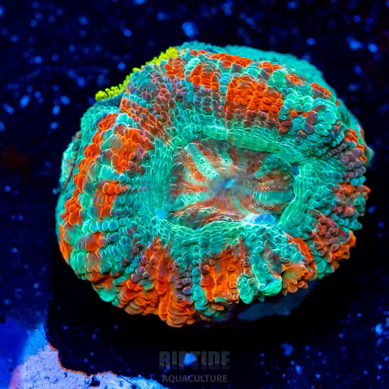 Riptide-8317.jpg