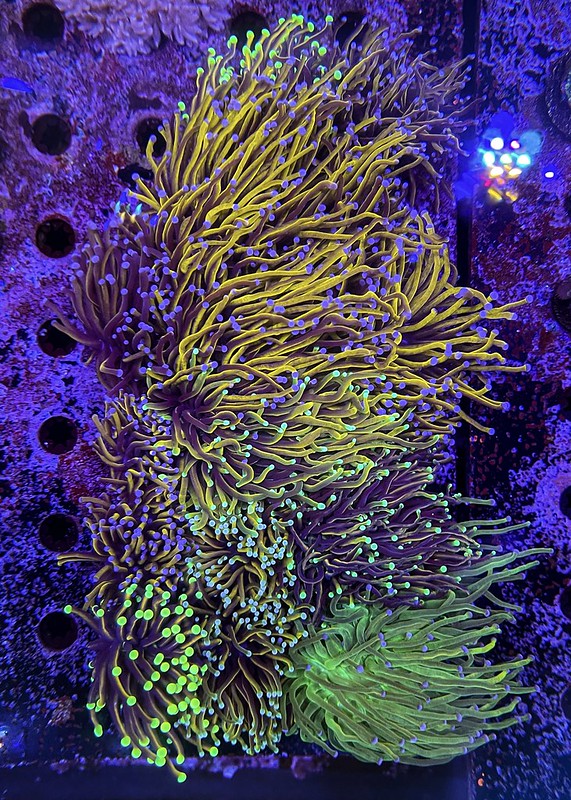 51263795037_df82f425c6_c.jpg