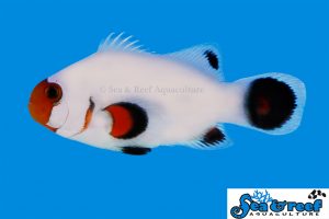 wyoming-white-clownfish-wandl2-300x200.jpg