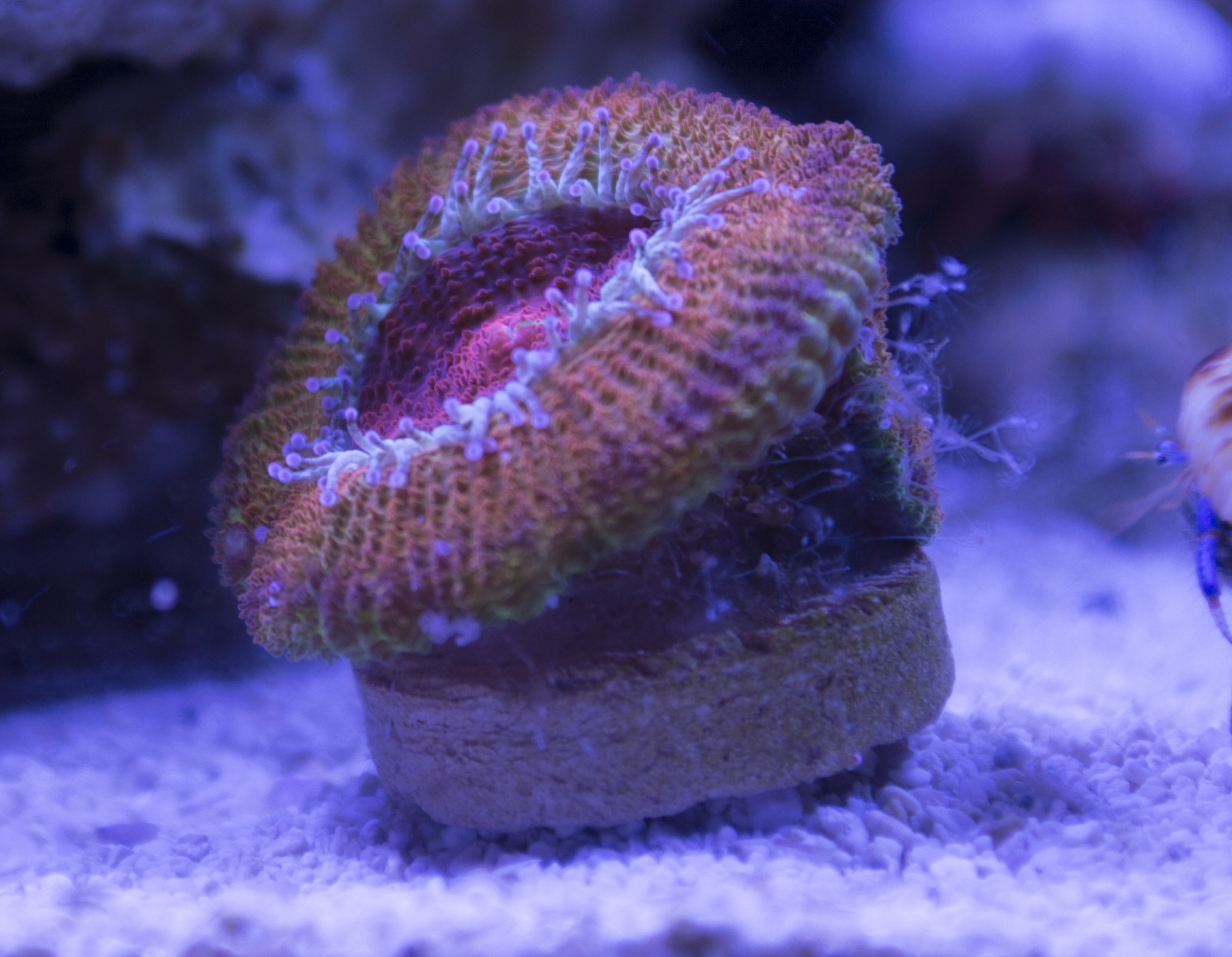 Acan1Midday.JPG