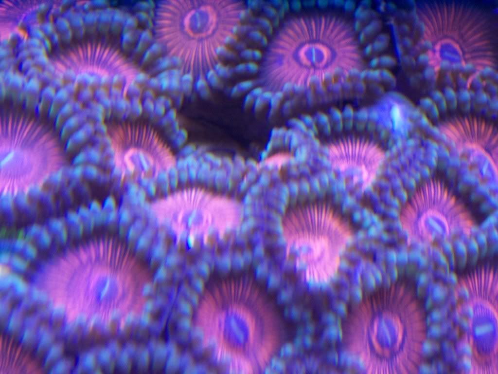 corals011-2.jpg