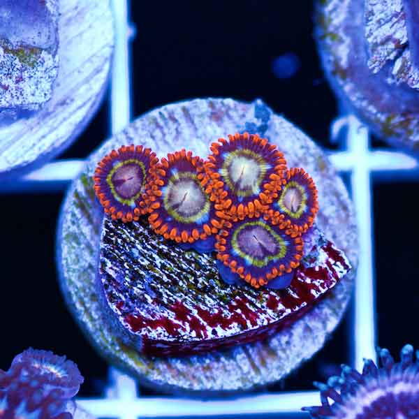 Coral Madness Tree Houses of Horror Zoanthids