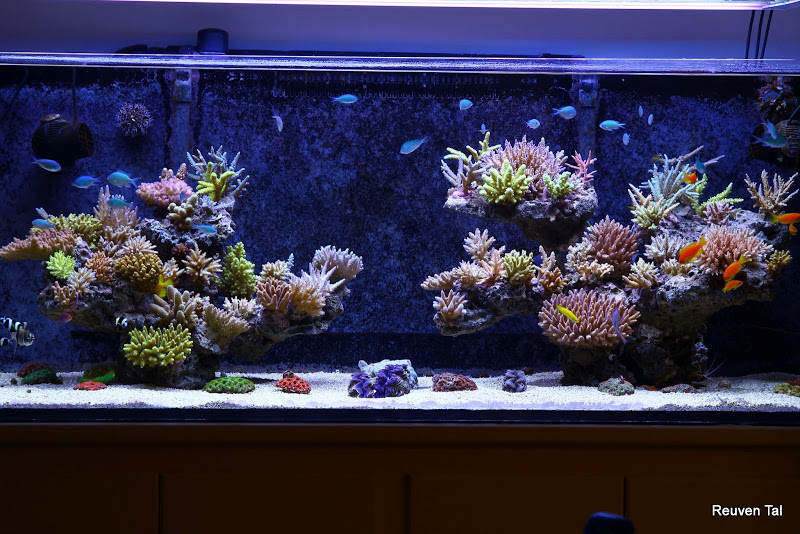 reefbuilders.com