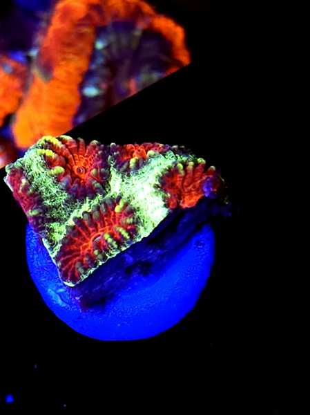 Acan-96-449x600.jpg