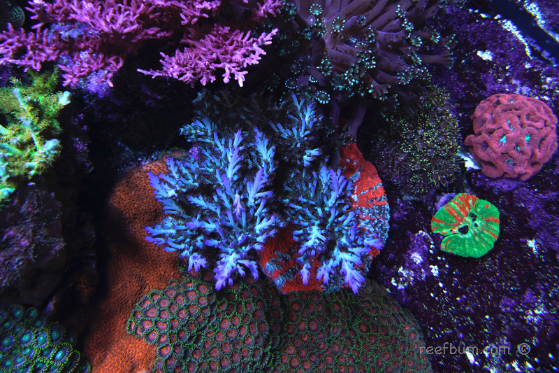 Tyree-Icefire-pic3-SPS.jpg