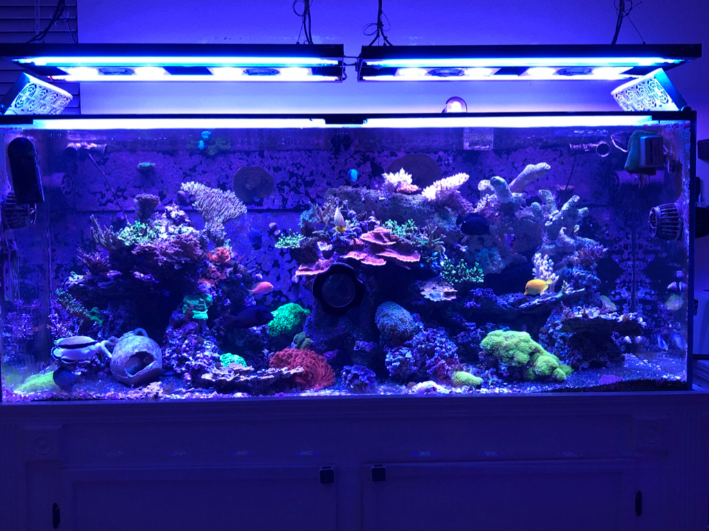 LEDs vs T5s: Why T5s Are Still an Excellent Option for Reef Tanks - ATI  North America