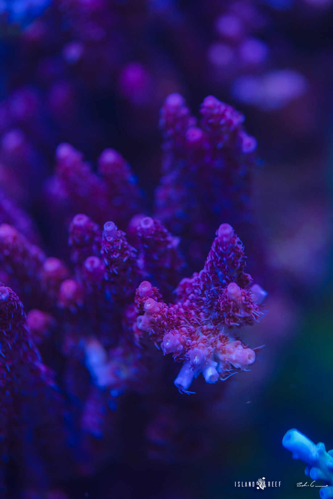 42226996640_6e60b91069_o.jpg