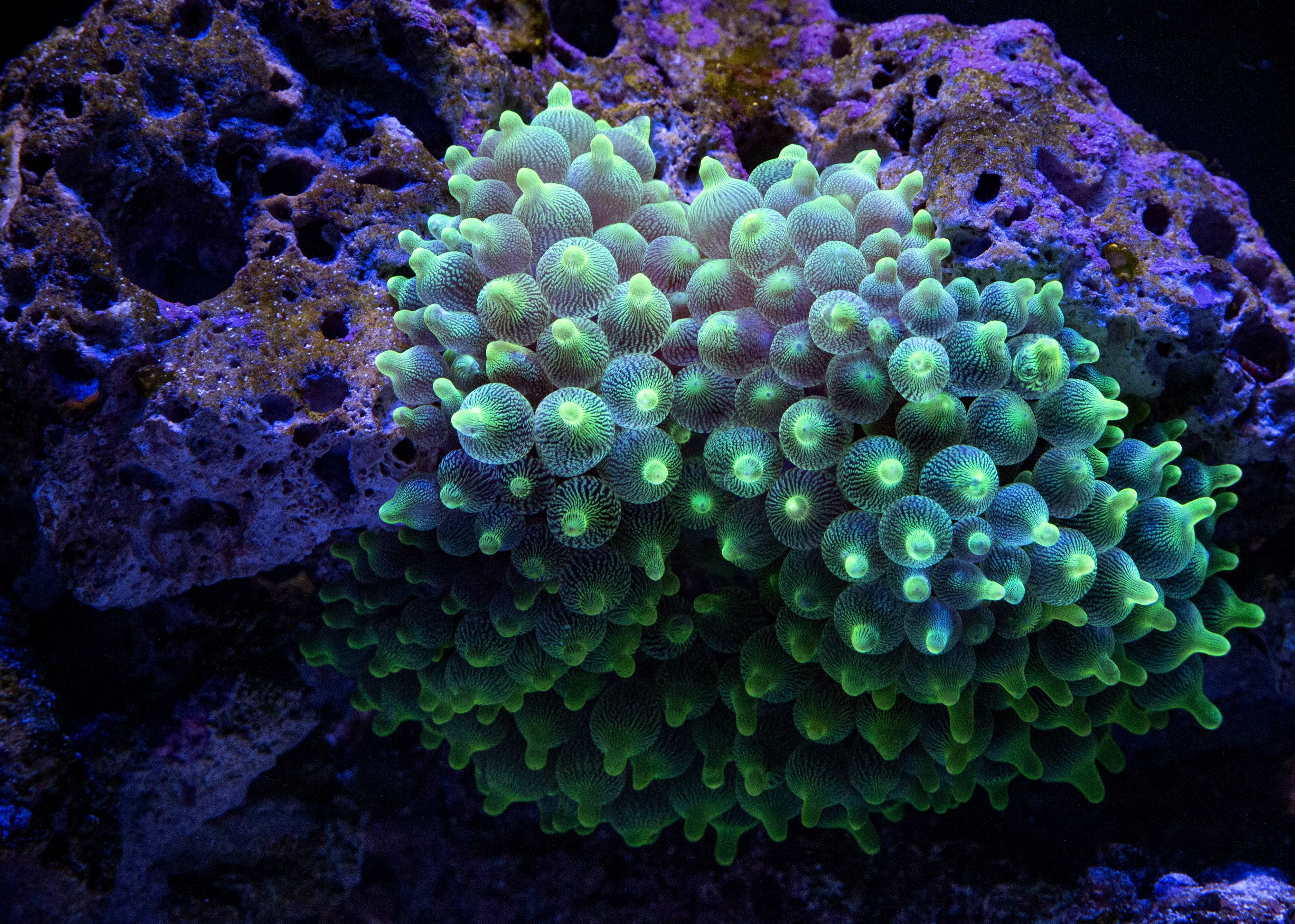 PJefpsy.jpg