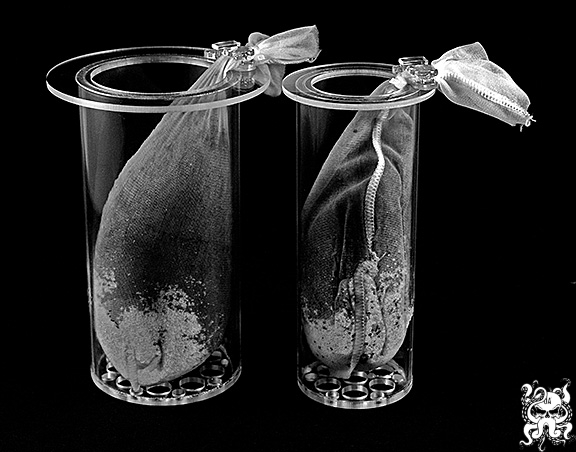 octo-cup02.jpg