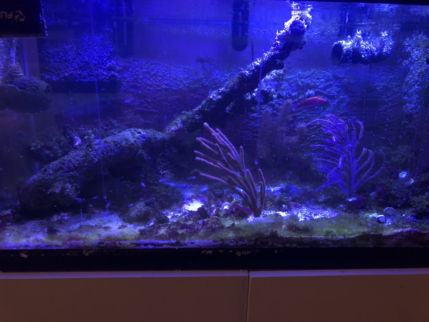 Anyone keeping Softie tanks? | REEF2REEF Saltwater and Reef Aquarium Forum