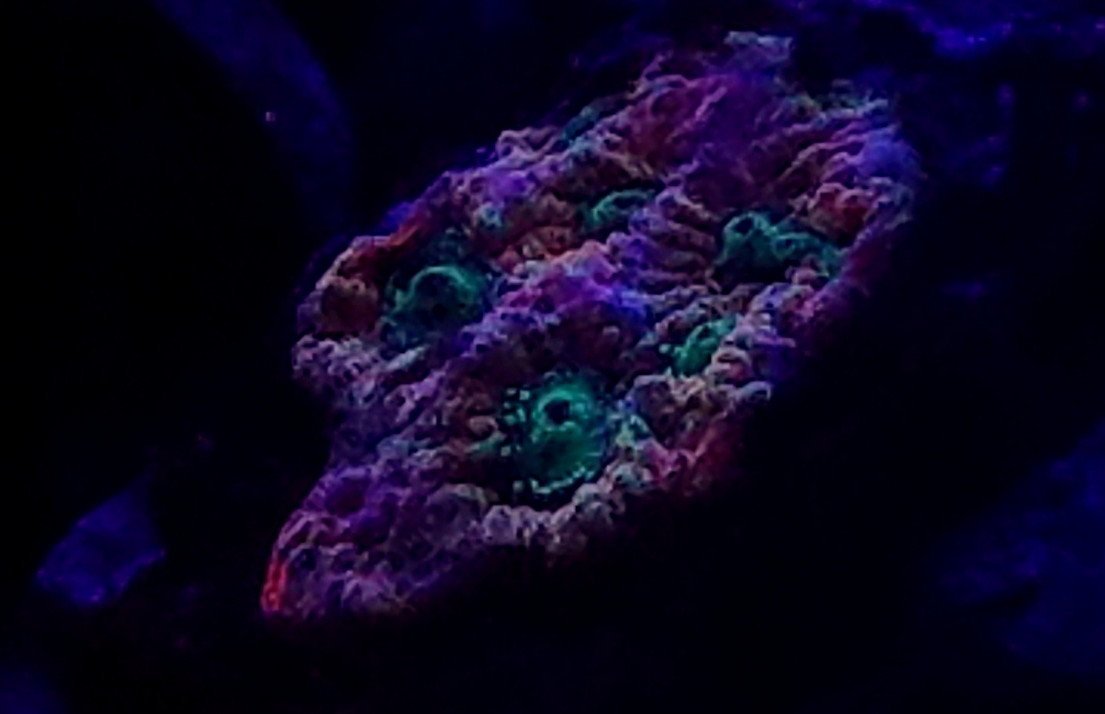 95dceb97fa4b35e1abdf4caacf861f79.jpg
