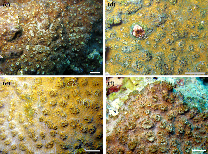 echinophyllia-gallii-new-species-coral.jpg