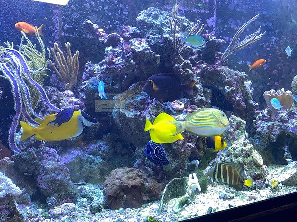 Mixing small and large fish  REEF2REEF Saltwater and Reef Aquarium Forum