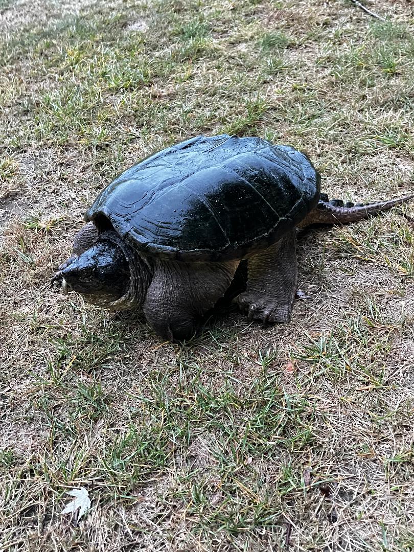 Snapping Turtle.jpg
