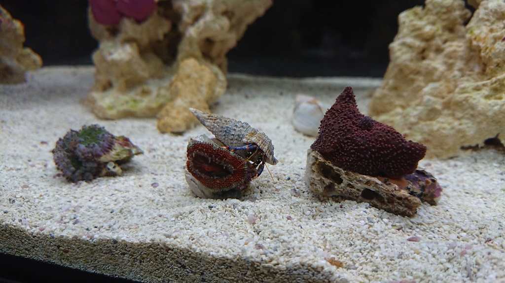 corals2.JPG