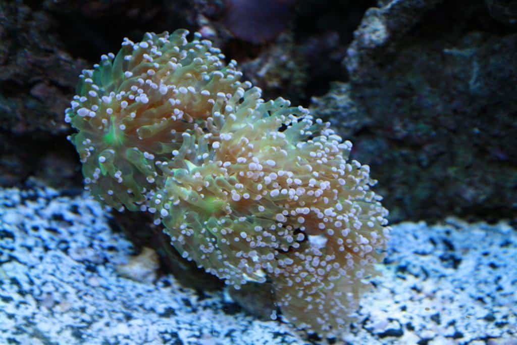 aqualifehub.com