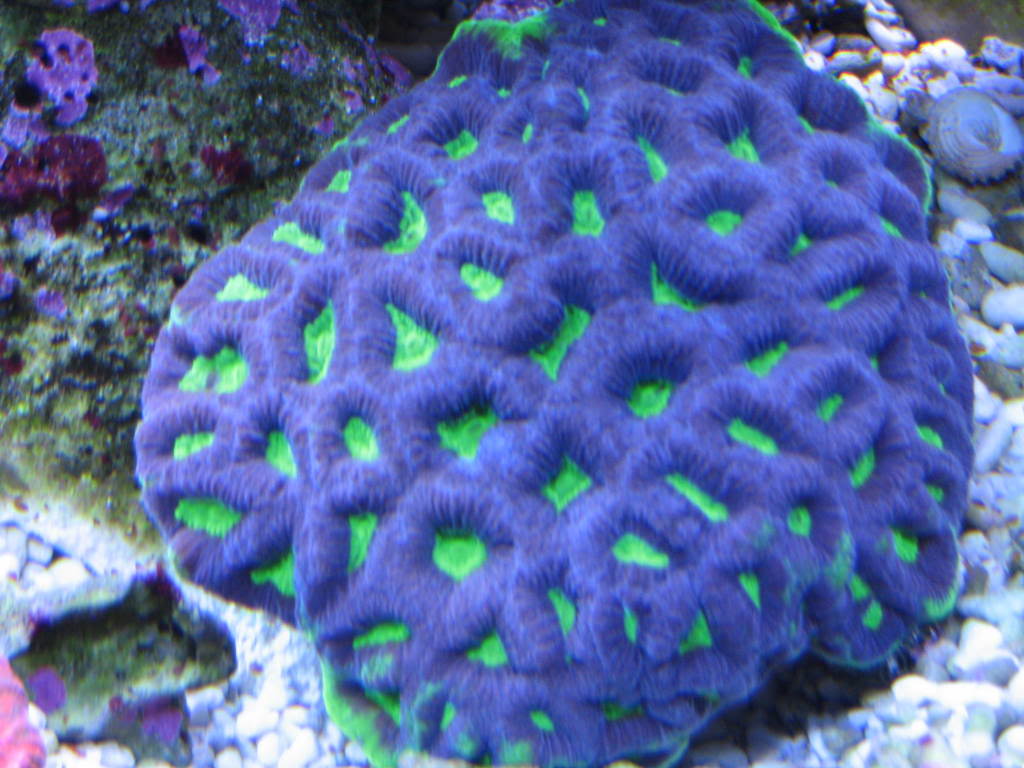 coralpics011.jpg