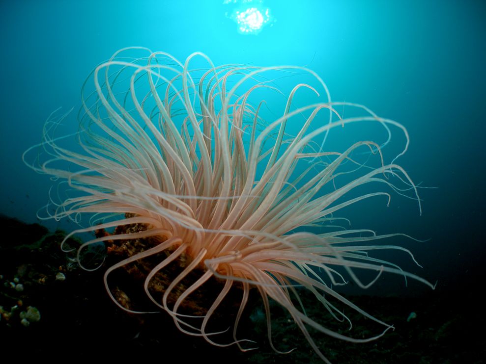 tube-anemone-singh_3707_990x742.jpg