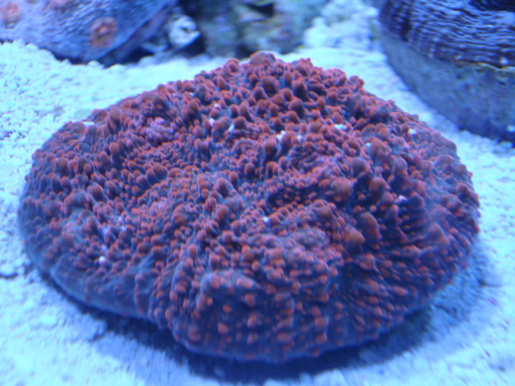 corals003-1.jpg