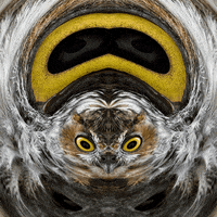distort angry birds GIF by Feliks Tomasz Konczakowski