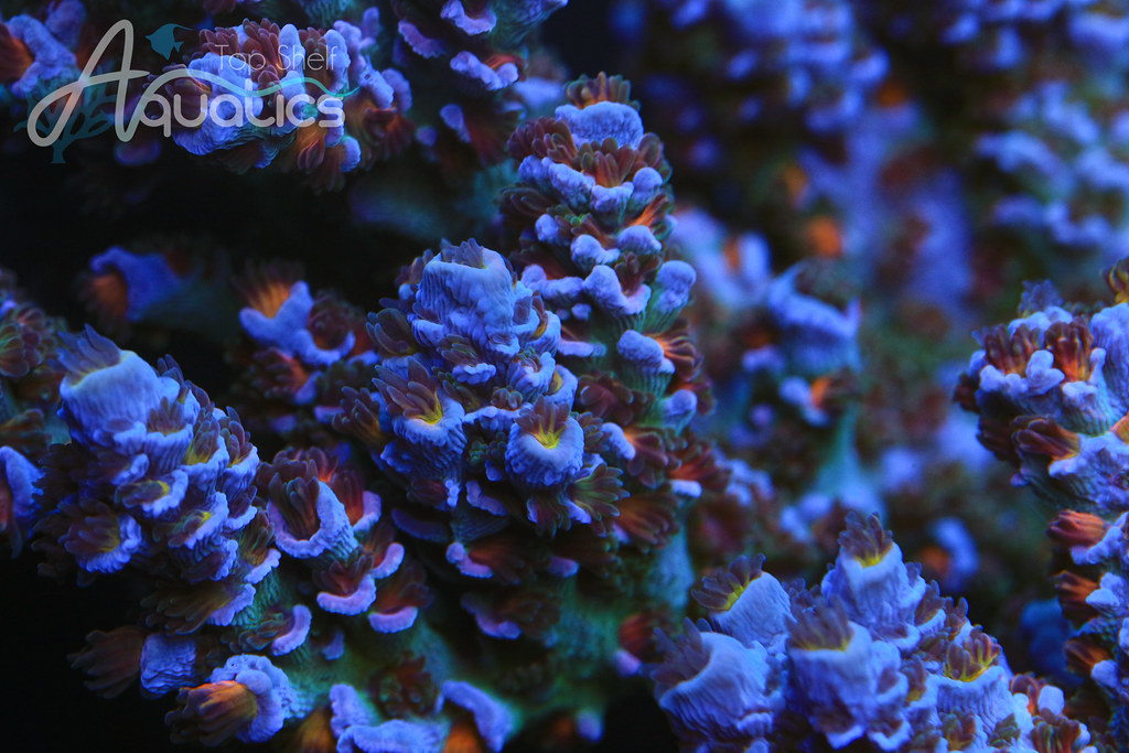 48875736091_549c1e4c38_b.jpg