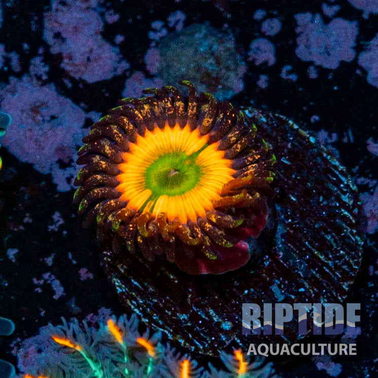 Rainbow Infusion Zoanthid