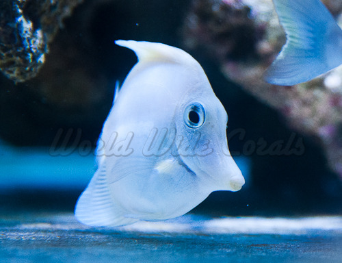 WWC-White-Tang.jpg