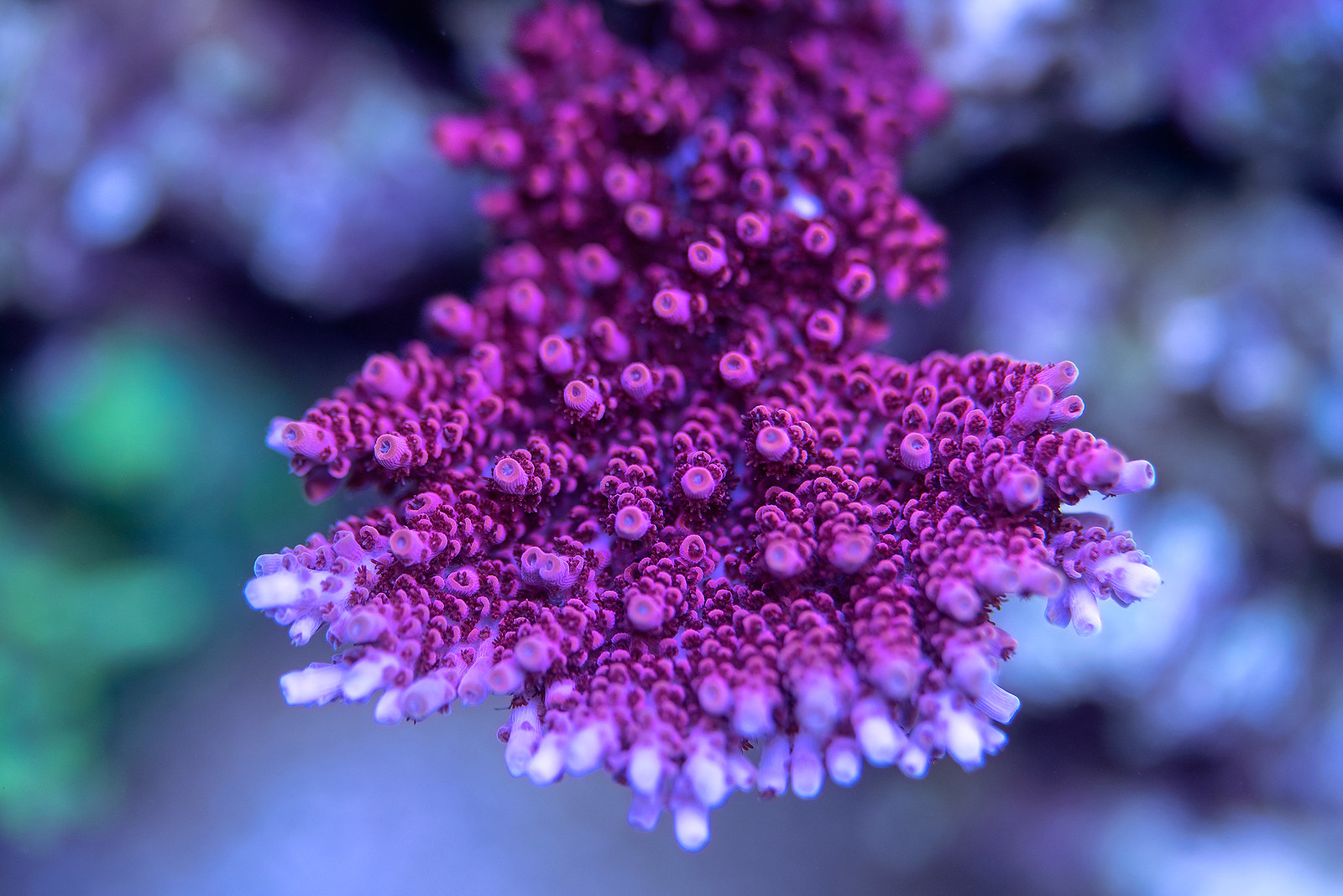 49491222782_3d2dd6891e_h.jpg