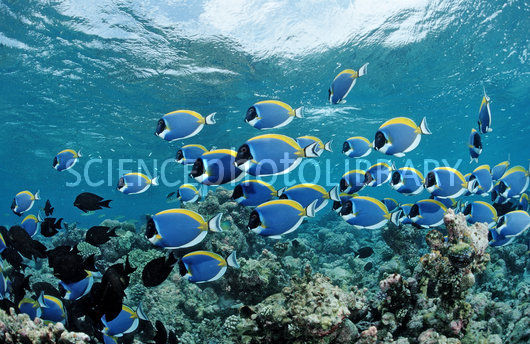 C0060311-Schooling_Surgeonfish,_Powder_Blue_Tangs-SPL.jpg