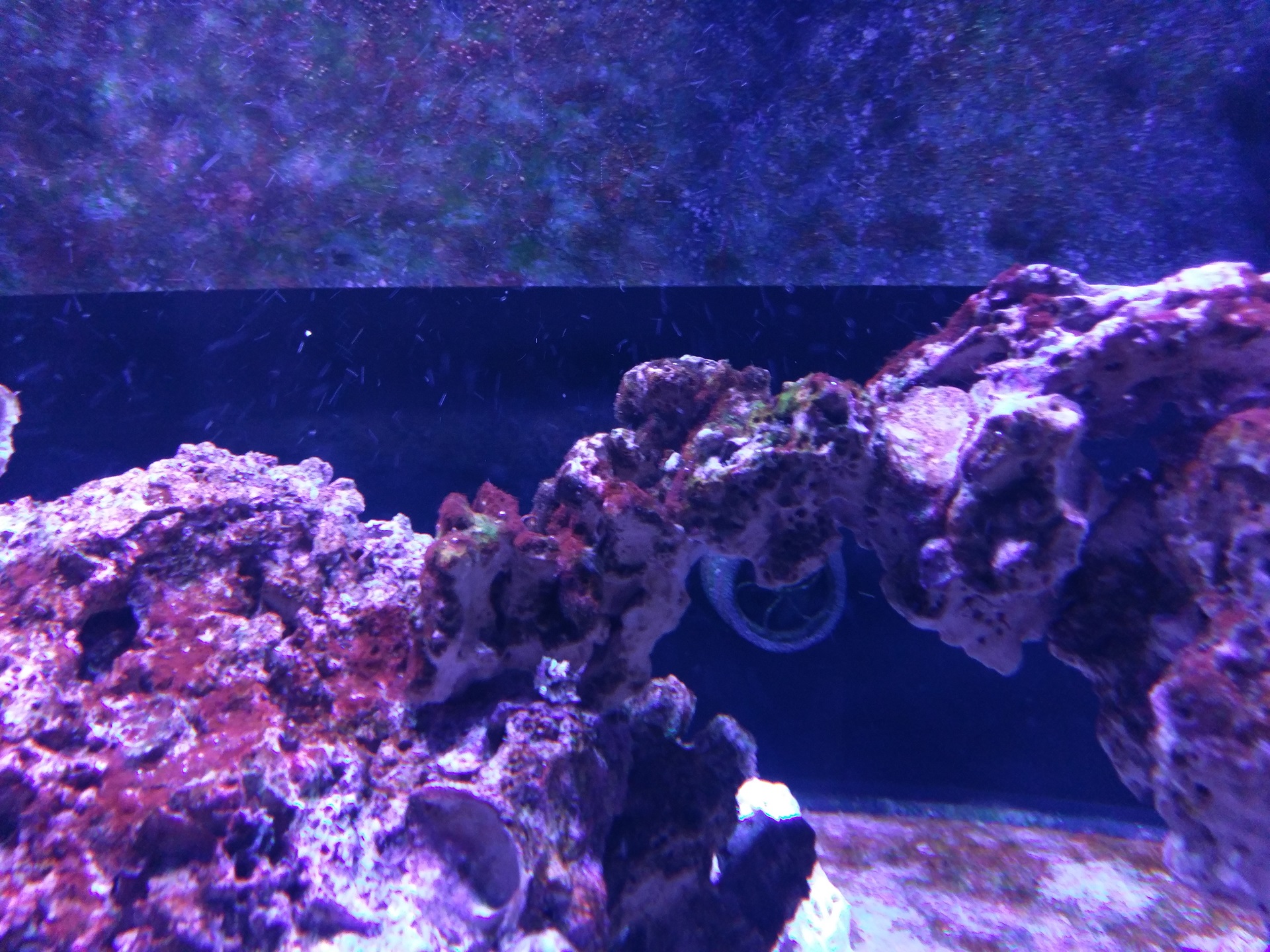 How I am beating Cyano without chemcials or GFO reactor | Page 3 ...
