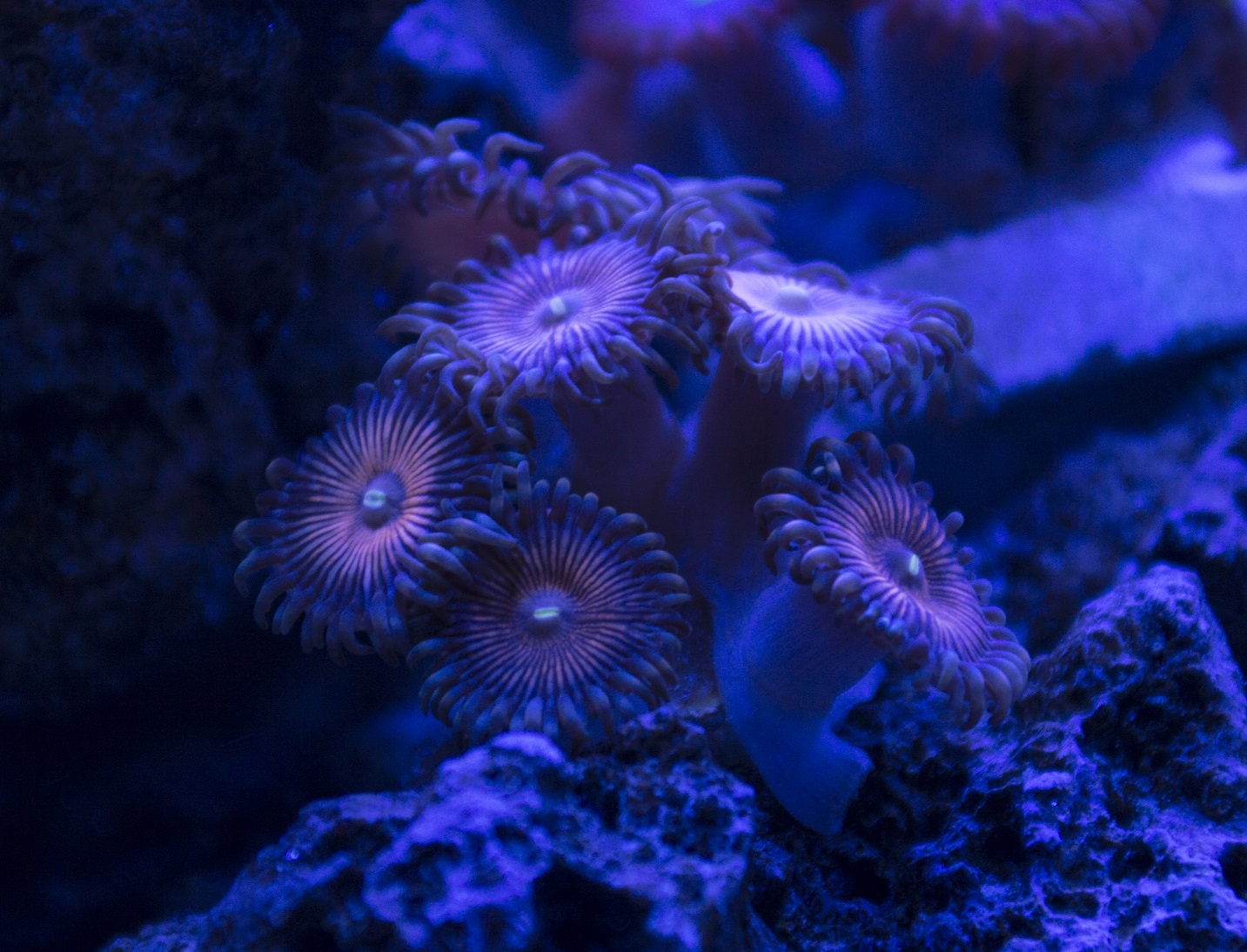ZoaPalyId1.JPG