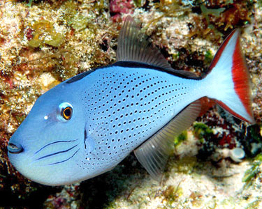 sargassumTriggerfish5.jpg