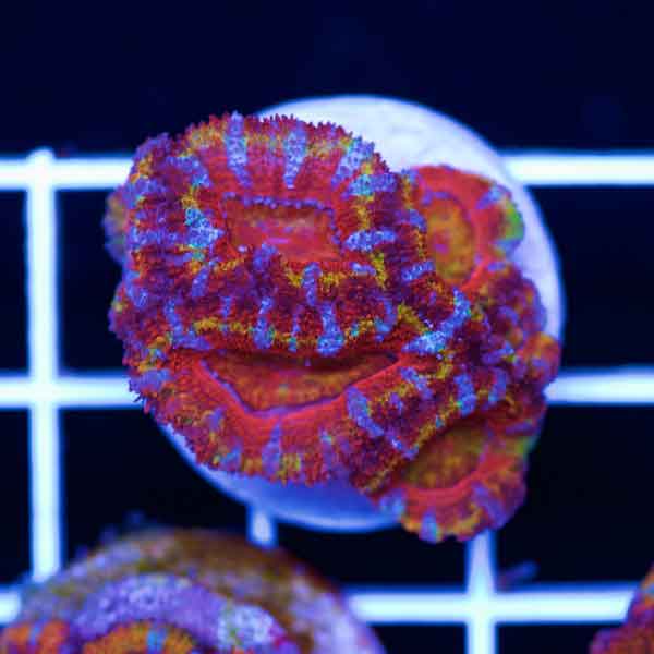 Coral Madness CC Fire Rainbow Acan