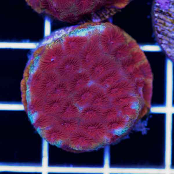 Coral Madness CC Darth Maul Favia #2