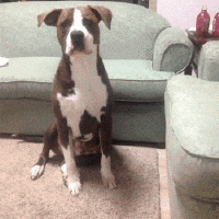 dogs puppies GIF by Digg