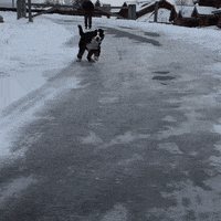 Dog Sliding GIF