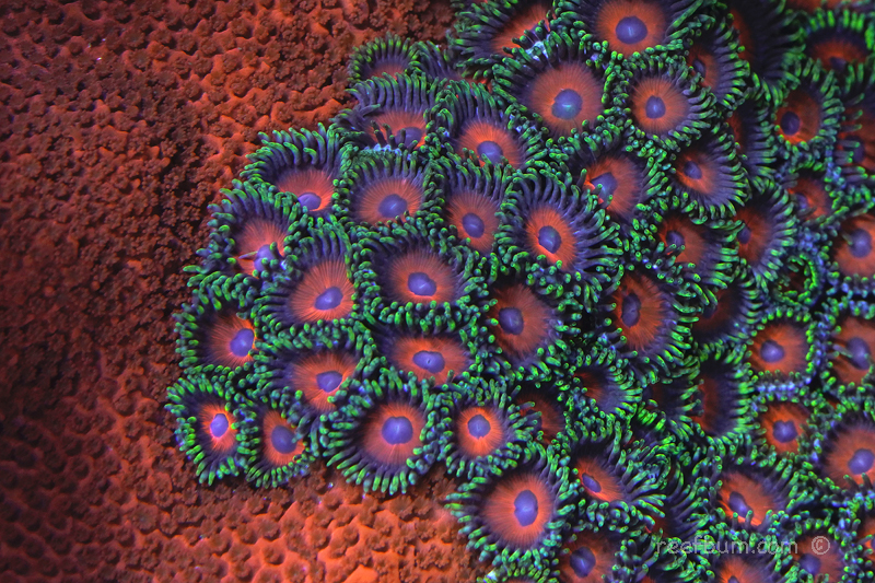 Orange-Zoas-pic1-Macro.jpg