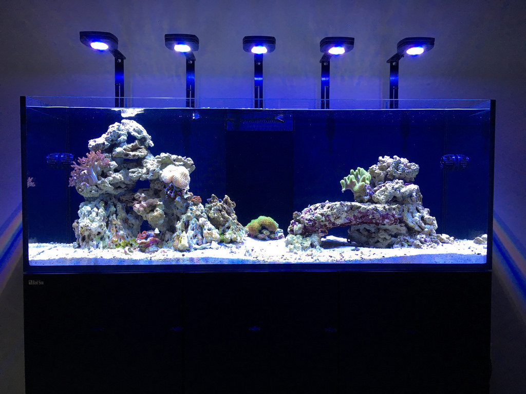 Build Thread Broadfield S Red Sea Reefer 450 Build Ocd Inspired Going Back To A Reef Page 55 Reef2reef Saltwater And Reef Aquarium Forum