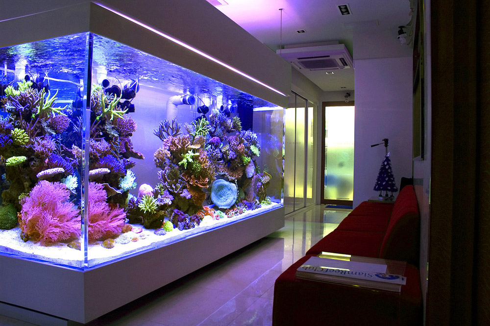 What's the largest HOME reef tank..