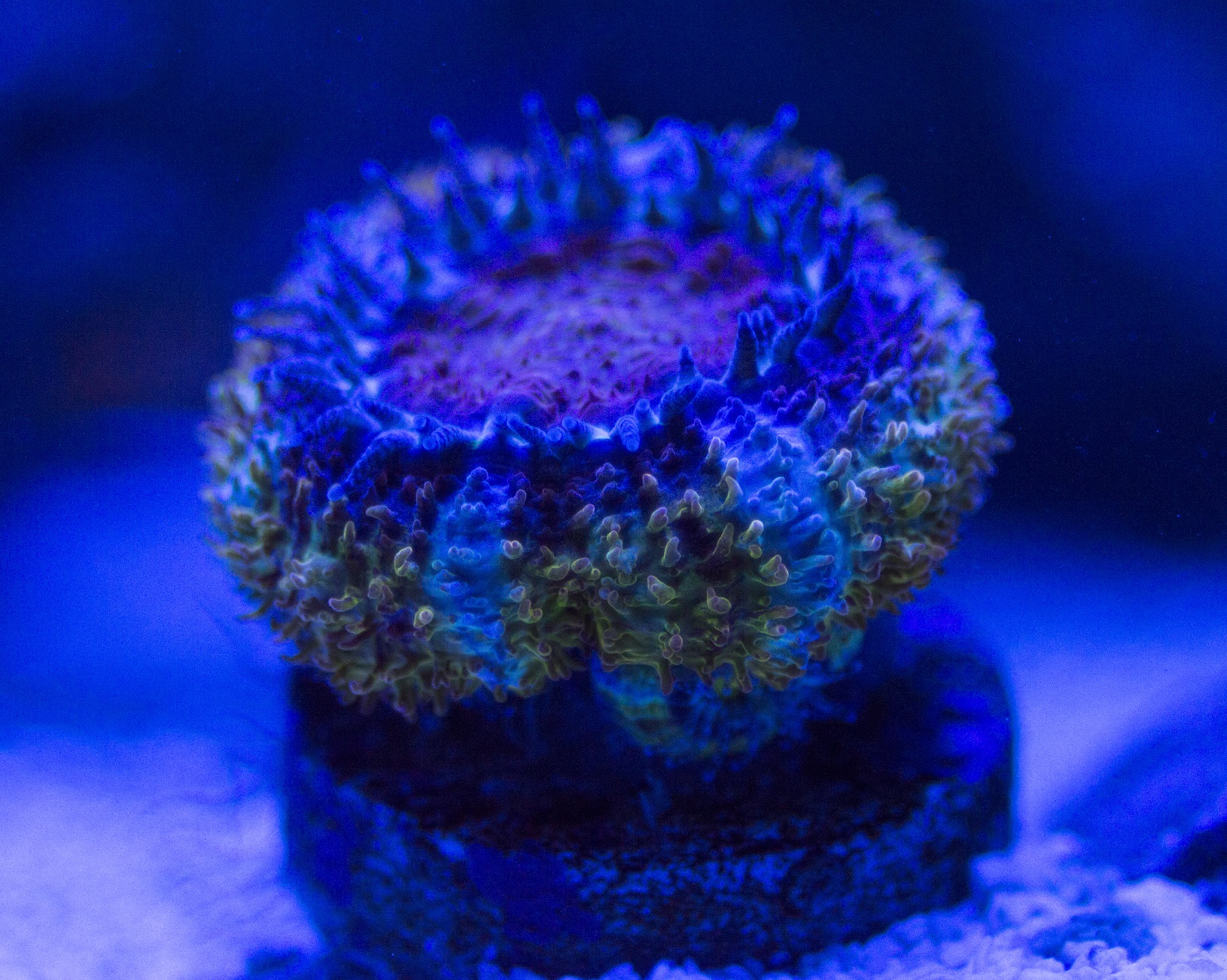 Acan.JPG