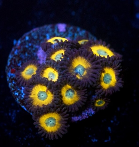 drreefsquarantinedfish.com