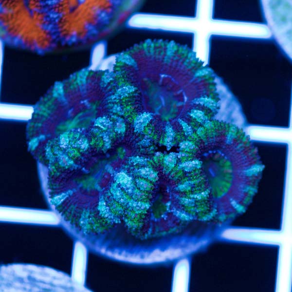 Coral Madness Aussie Acan #8