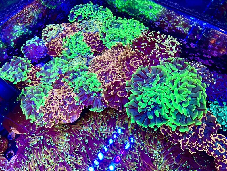 10 reasons why Atlantik iCon is the best reef aquarium LED light